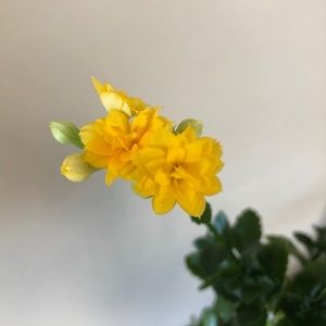 Meet your Posher, Lea